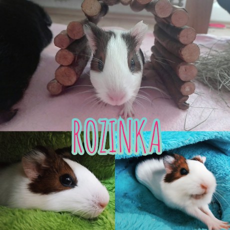 Rozinka 1 rok